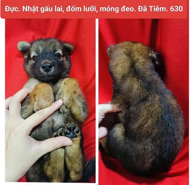Chihuahua lai, nhật gấu lai. Mua bán Chó tại Quận 12 Tp Hồ Chí Minh được đăng bởi Thanh