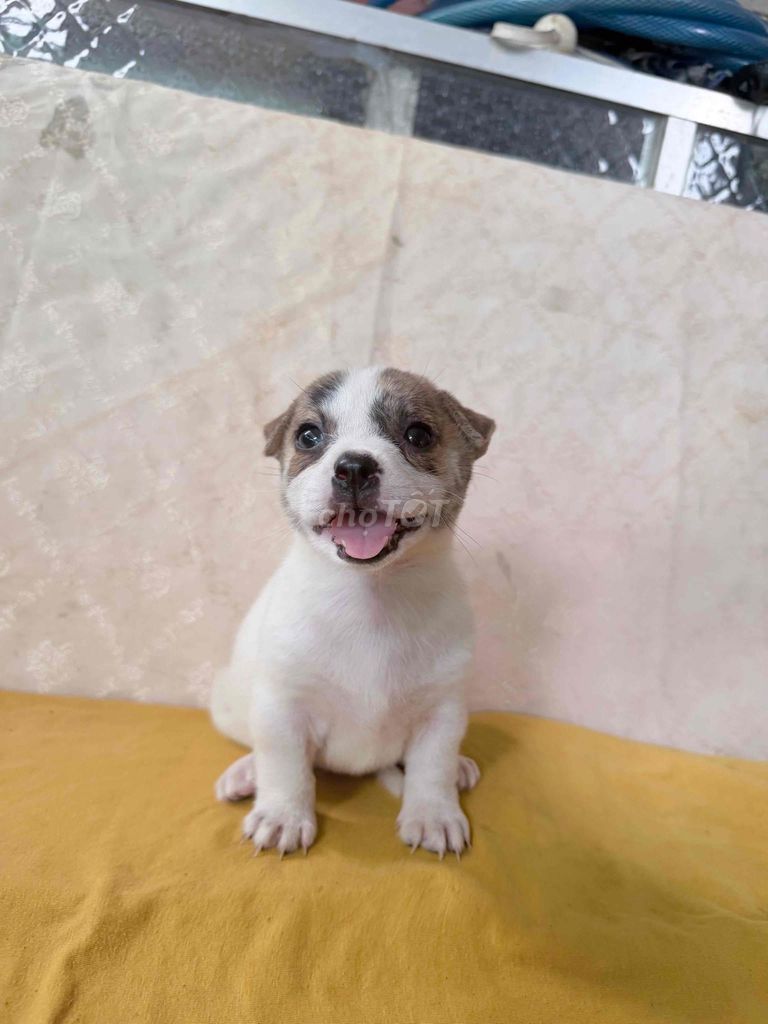 Chihuahua F đáng iu. Mua bán Chó tại Huyện Thống Nhất Đồng Nai được đăng bởi Ngoc Anh  hình 1