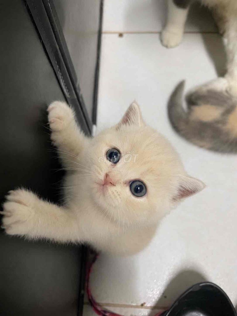 Mèo Anh lông ngắn Đực, Cái. Mua bán Mèo tại Thành phố Thủ Đức Tp Hồ Chí Minh được đăng bởi Thanh Ngân hình 1