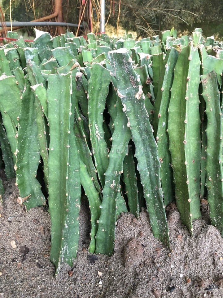 Cây giống Thanh long Ruột đỏ. Mua bán Đồ chuyên dụng, Giống nuôi trồng tại Huyện Gia Lâm Hà Nội được đăng bởi Cây Giống Kinh Tế hình 1