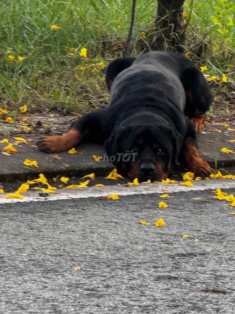 Chó Rottweiler trên 1 tuổi đã huấn luyện. Mua bán Chó tại Thành phố Thủ Đức Tp Hồ Chí Minh được đăng bởi Cas Tuấn Anh hình 1