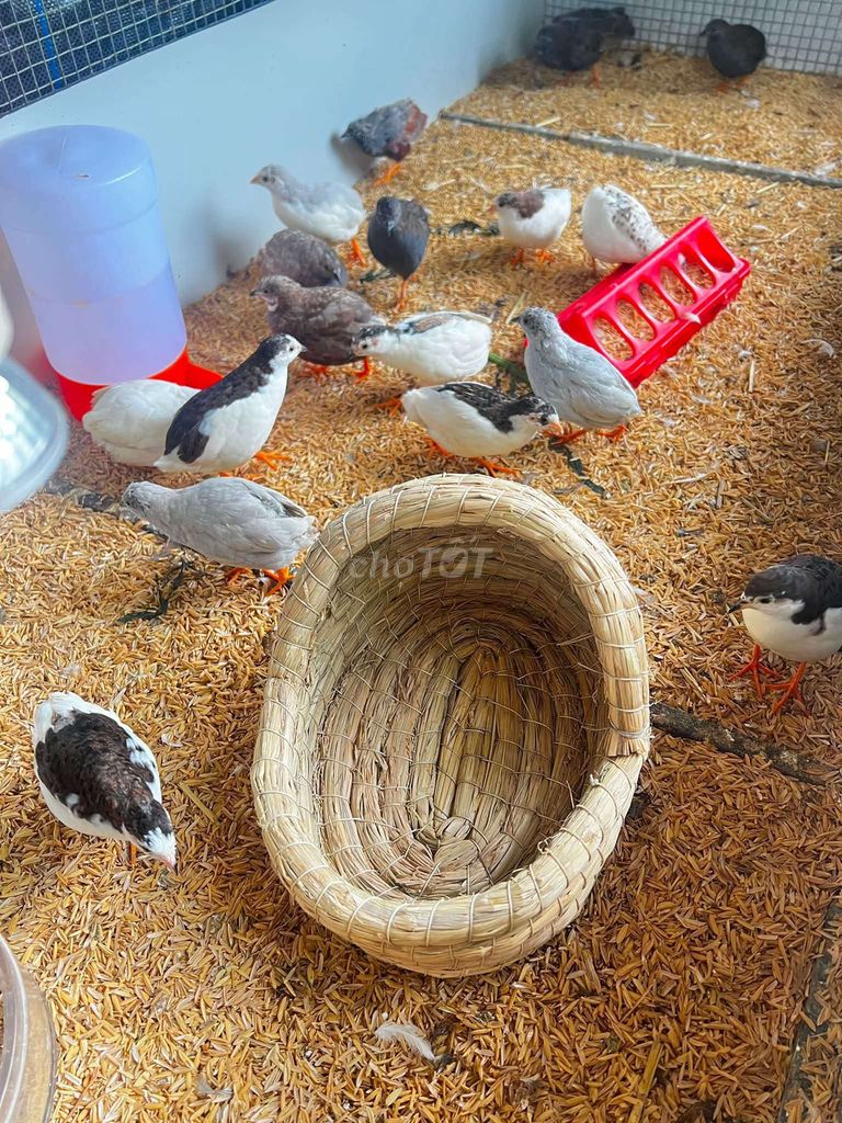 Gà Rutin Đà Nẵng nuôi làm cảnh, lấy trứng. Mua bán Gà tại Quận Cẩm Lệ Đà Nẵng được đăng bởi Sunshine garden  hình 1