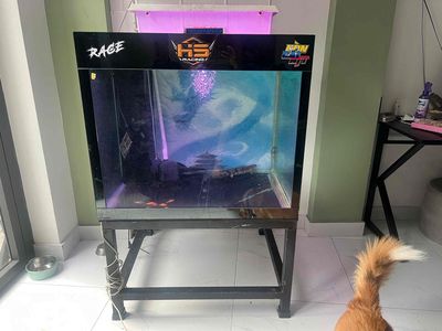 Hồ cá. Mua bán Phụ kiện, Thức ăn, Dịch vụ tại Quận Bình Tân Tp Hồ Chí Minh được đăng bởi Tấn Lộc