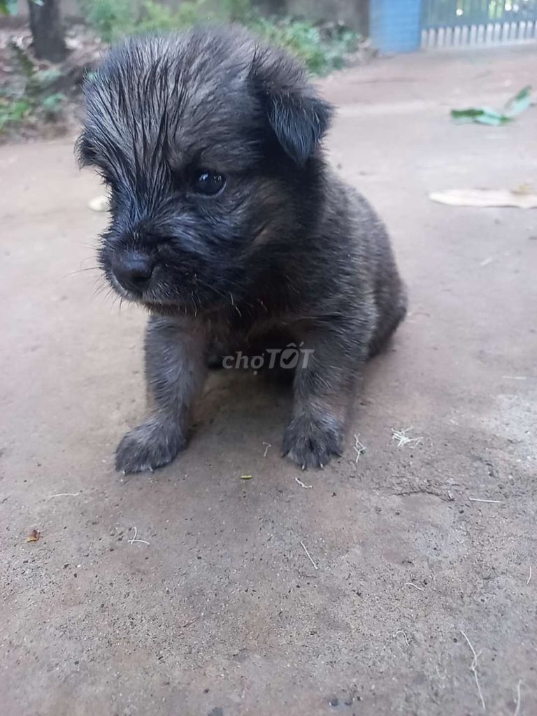 Cún con cần tìm nhà mới. Mua bán Chó tại Huyện Mang Thít Vĩnh Long được đăng bởi Nhung Lê hình 1