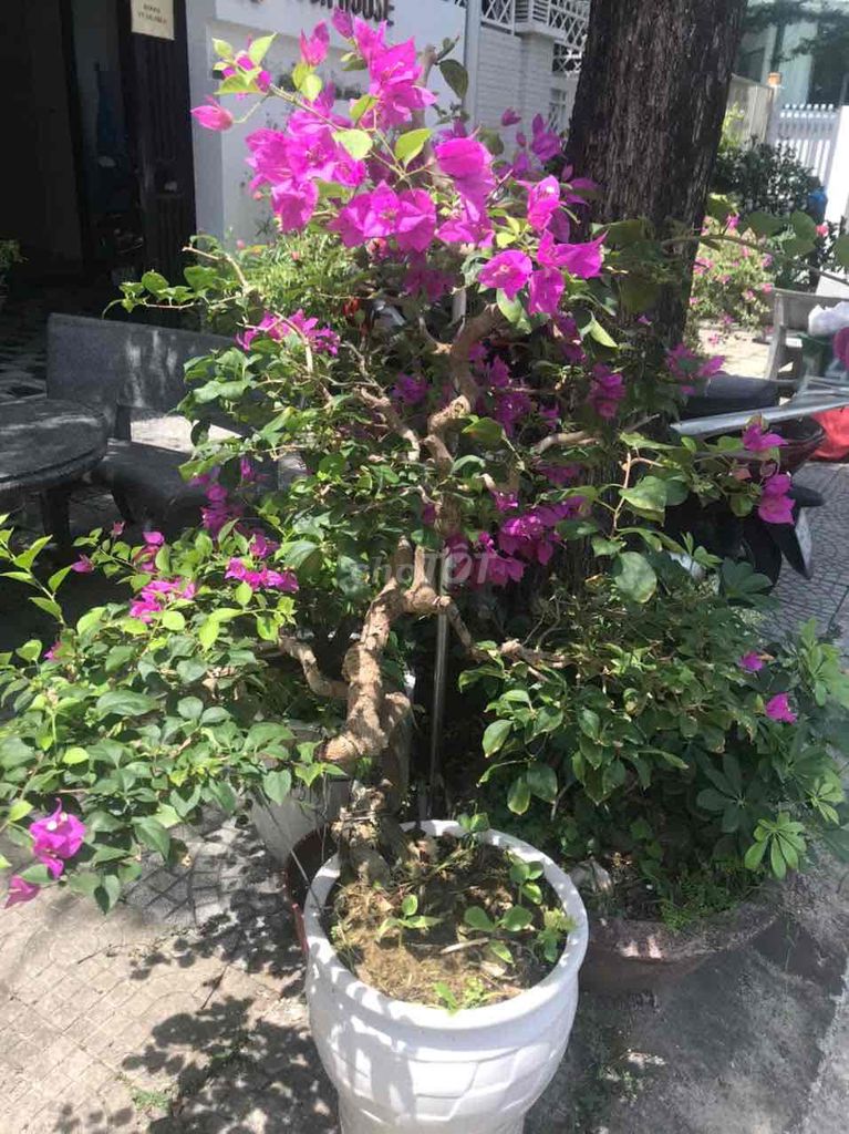 Cây cảnh bonsai Hoa giấy 140cm. Mua bán Cây cảnh, đồ trang trí tại Quận Ngũ Hành Sơn Đà Nẵng được đăng bởi Quang Vu hình 1