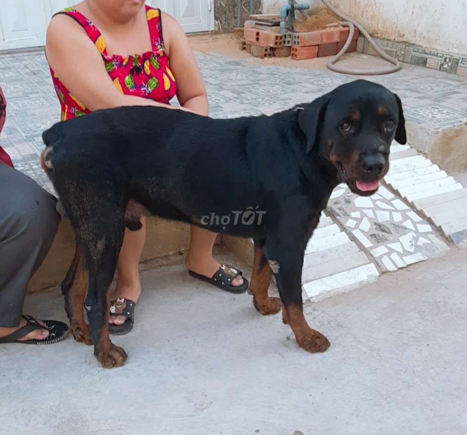 0782775638 - chó rottweiler ( Đực )