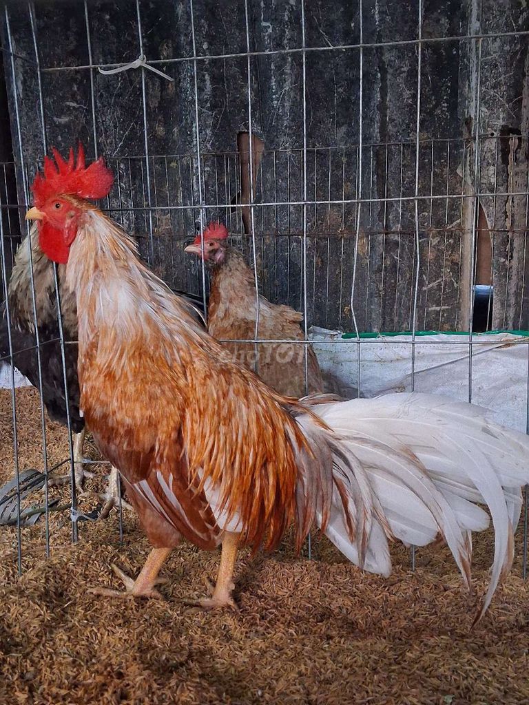 Gà Khét. Mua bán Gà tại Huyện Thạnh Trị Sóc Trăng được đăng bởi Vũ  hình 1