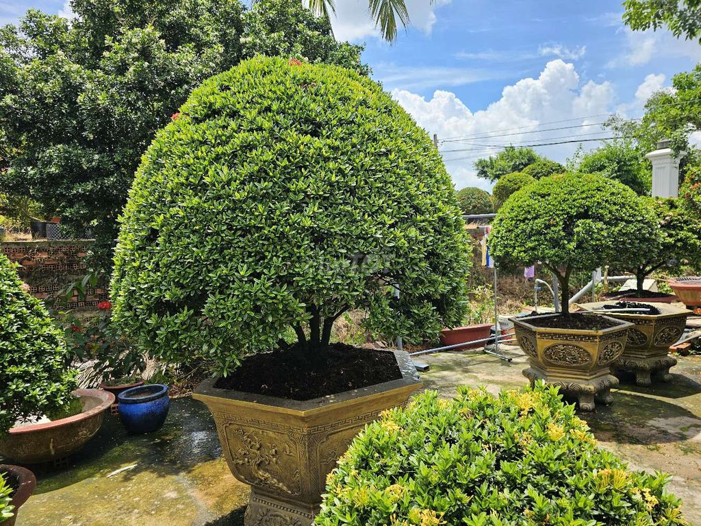 Trang đỏ Vip siêu mịn mượt . Mua bán Cây cảnh, đồ trang trí tại Huyện Châu Thành Tiền Giang được đăng bởi Vườn mẫu đơn Lê Tấn hình 1