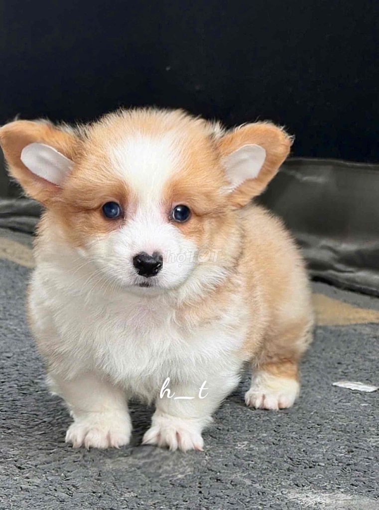 vip Corgi Chân Lùn. Mua bán Chó tại Quận Bình Tân Tp Hồ Chí Minh được đăng bởi huỳnh thật  hình 1