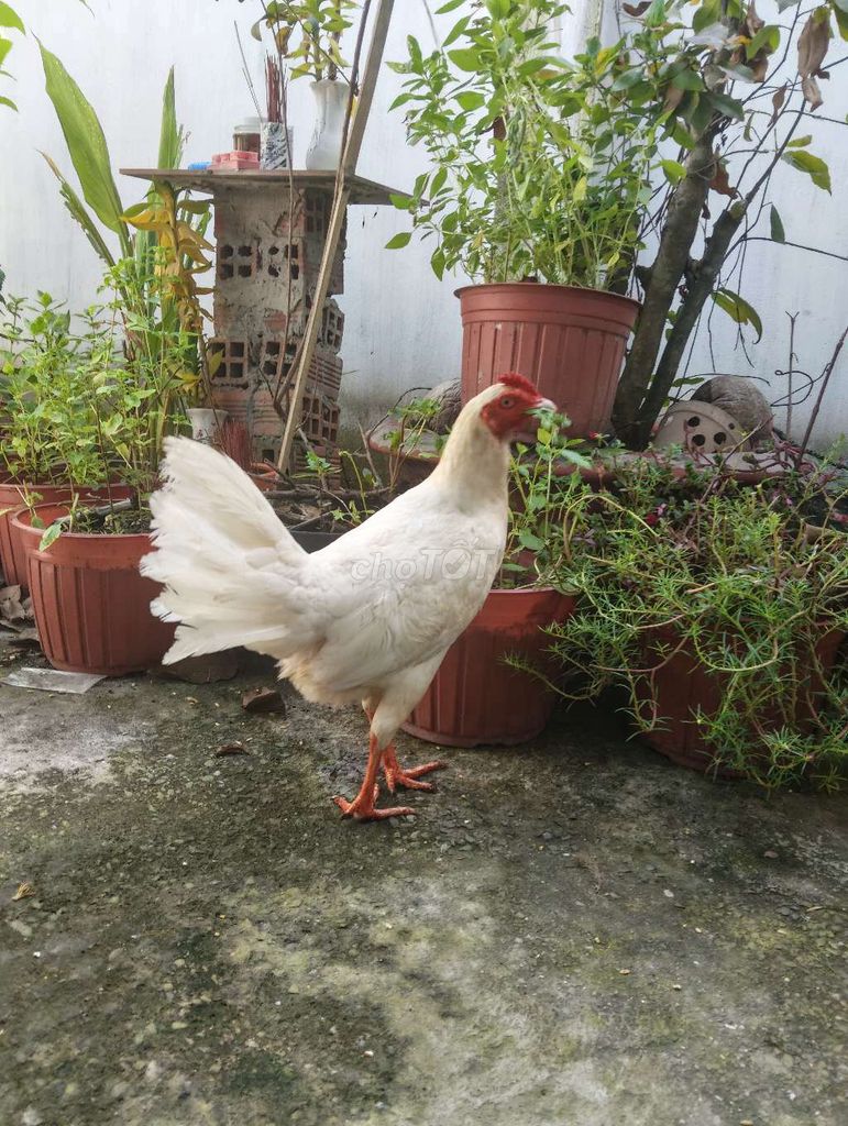 3 em mái Nồi Thái Mỹ . Mua bán Gà tại Thành phố Thủ Dầu Một Bình Dương được đăng bởi long lê hình 1