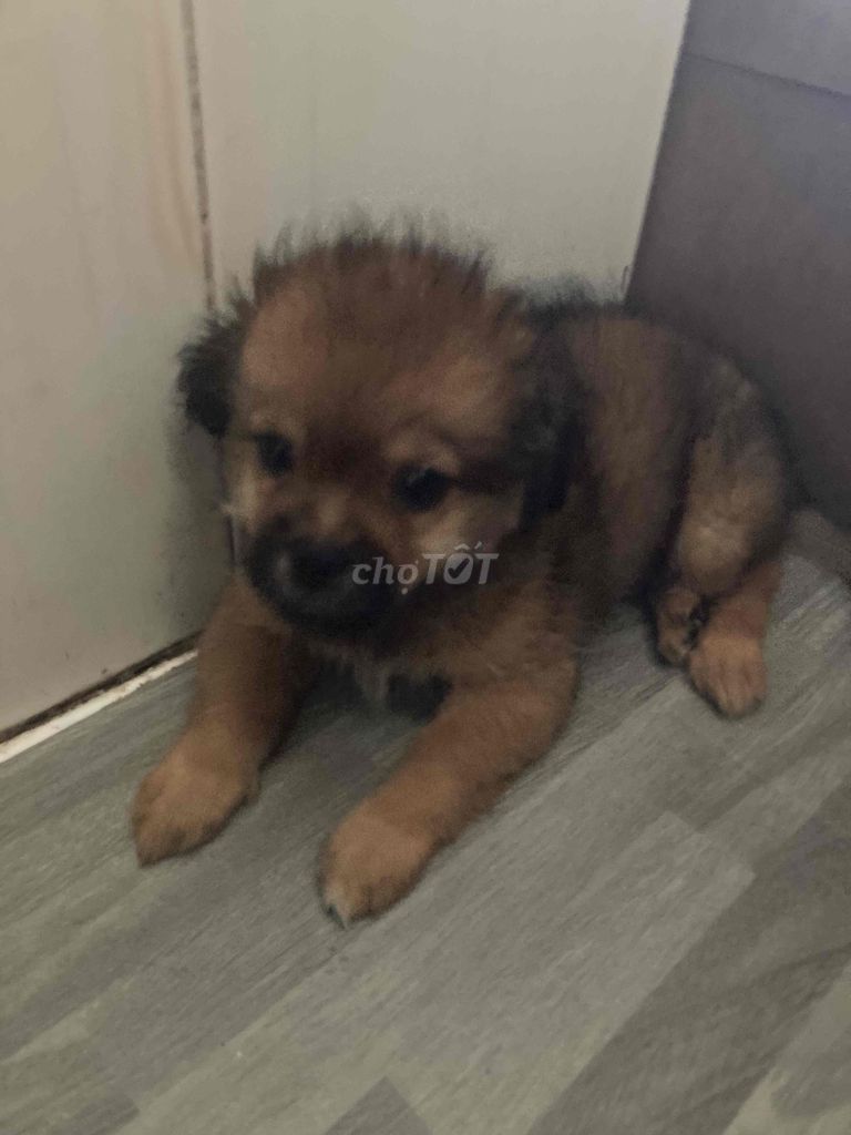 Chó Phốc lai Poodle Nâu. Mua bán Chó tại Thành phố Thủ Đức Tp Hồ Chí Minh được đăng bởi Đăng Nguyễn hình 1
