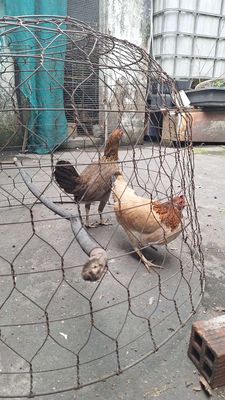 Còn mấy em mái tre nộc. Mua bán Gà tại Quận 12 Tp Hồ Chí Minh được đăng bởi Anh Tuấn