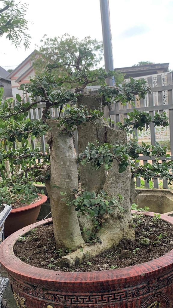 Cây cảnh Bonsai. Mua bán Cây cảnh, đồ trang trí tại Huyện Châu Đức Bà Rịa - Vũng Tàu được đăng bởi nghieu hình 1