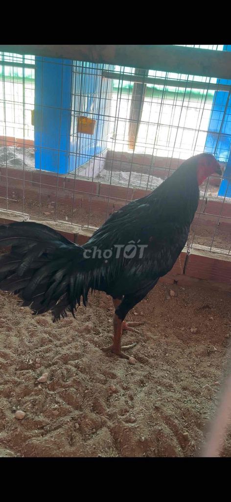 Gà chọi Pêru Mỹ 2.8kg Đen. Mua bán Gà tại Huyện Thạnh Phú Bến Tre được đăng bởi Quái kê hình 1