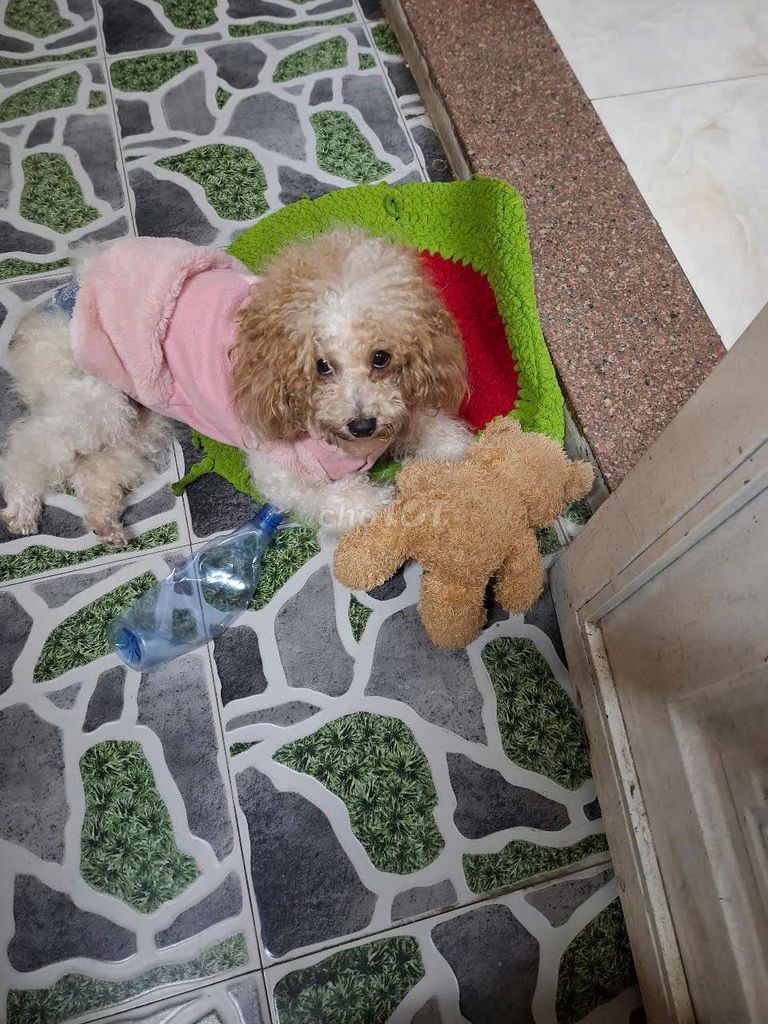 Tìm chủ mới cho poodle. Mua bán Chó tại Quận Thanh Khê Đà Nẵng được đăng bởi nga vo van hình 5