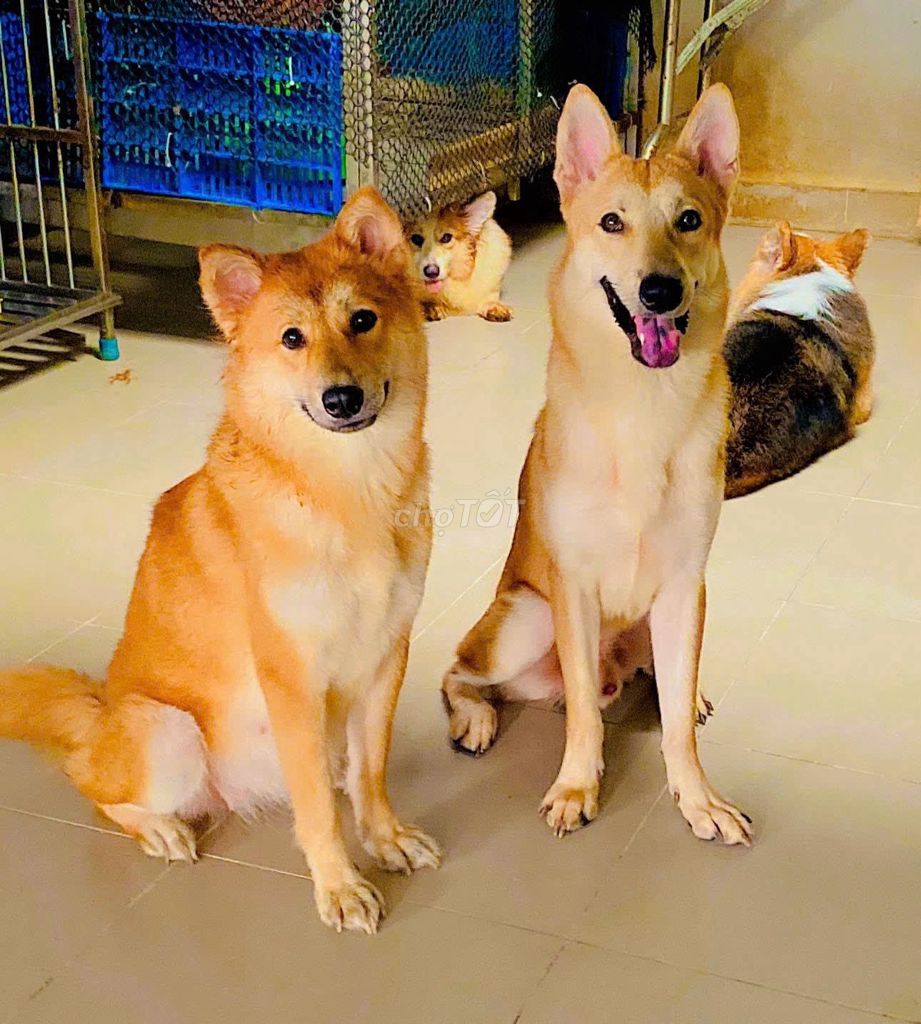 Chó Lài Sông Mã đực cái 2.5 tuổi. Mua bán Chó tại Quận Gò Vấp Tp Hồ Chí Minh được đăng bởi Vũ hình 1