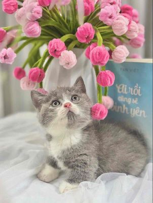 Meo Chân Lùn Giá Học Sinh. Mua bán Mèo tại Thành phố Thuận An Bình Dương được đăng bởi Tiệm Mèo Nhà Mon