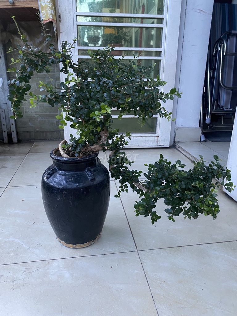 Bán cây bosai Sam núi. Mua bán Cây cảnh, đồ trang trí tại Quận Tân Phú Tp Hồ Chí Minh được đăng bởi Trần quốc Huyên hình 1