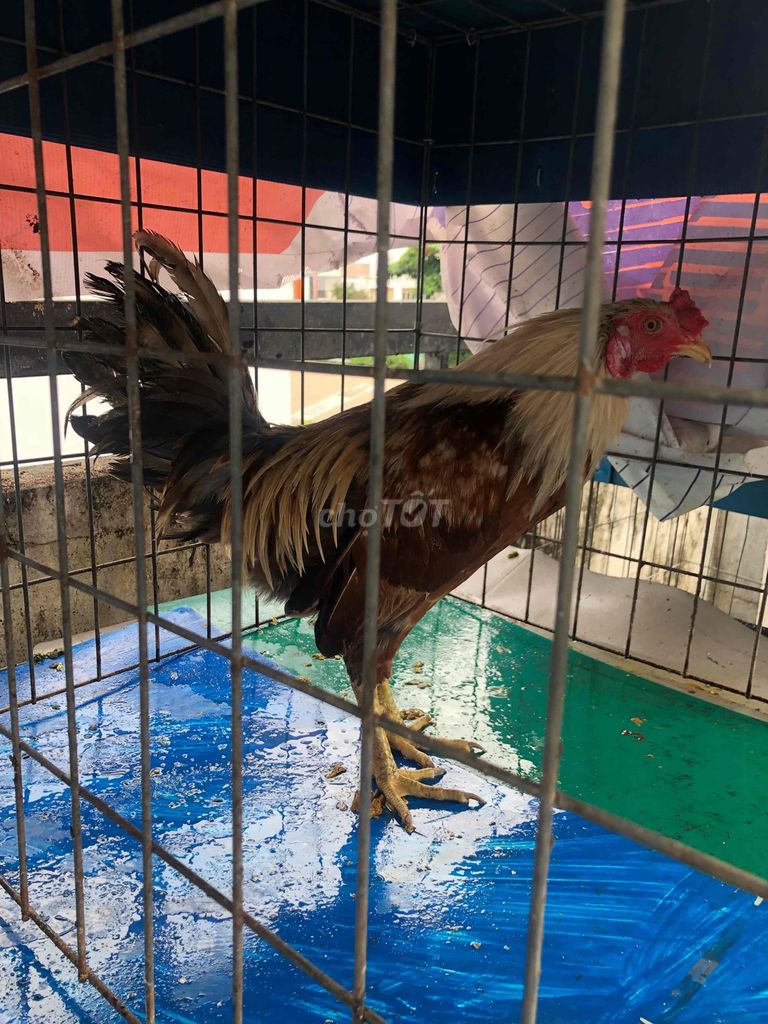 Gà chọi Thái Siu Mỹ 7 tháng. Mua bán Gà tại Quận Tân Phú Tp Hồ Chí Minh được đăng bởi Ngôn hình 1