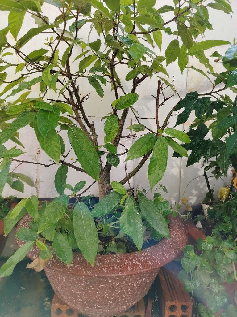 Bán chậu cây sung, cây mai. Mua bán Cây cảnh, đồ trang trí tại Thành phố Vũng Tàu Bà Rịa - Vũng Tàu được đăng bởi nguyen duc hai hình 1