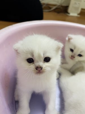 Mèo Anh lông ngắn trắng, thuần chủng dưới 3 tháng