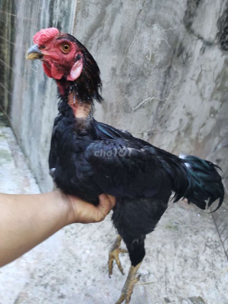 Gà đòn Ô Mồng Trích 2.8kg 11. Mua bán Gà tại Quận 1 Tp Hồ Chí Minh được đăng bởi Ngọc Thạch hình 1