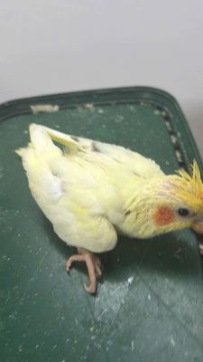 Cockatiel pied