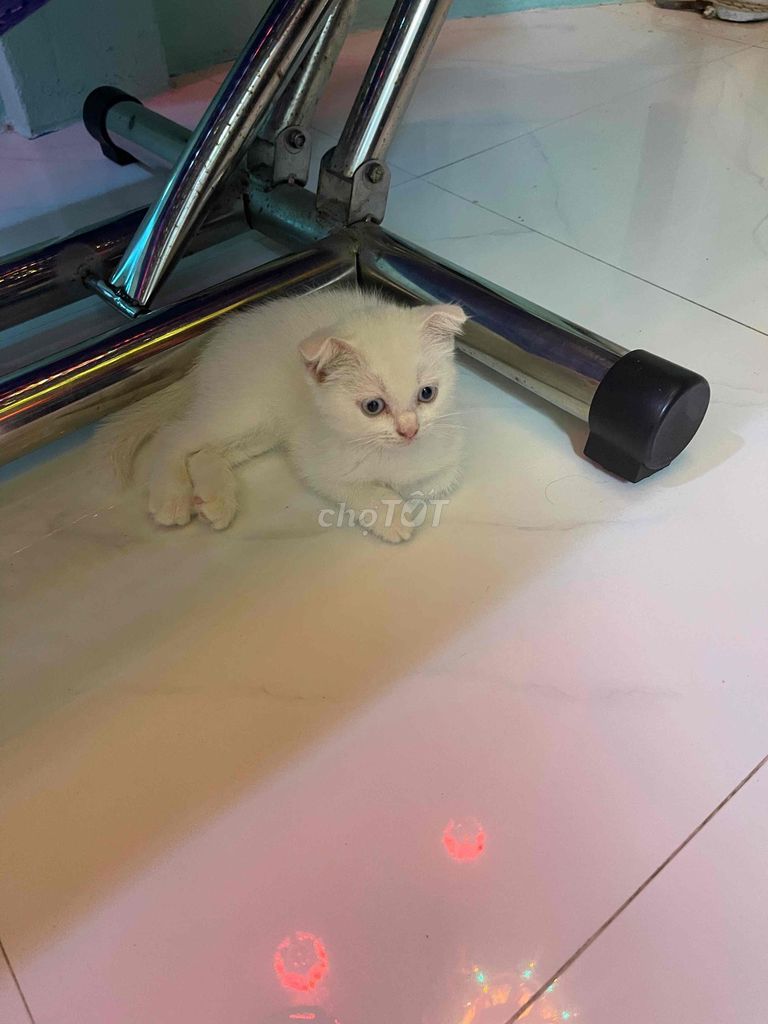 Mèo Anh tai cụp 4 tháng tuổi i. Mua bán Mèo tại Thành phố Cam Ranh Khánh Hòa được đăng bởi Nguyen Thien hình 1