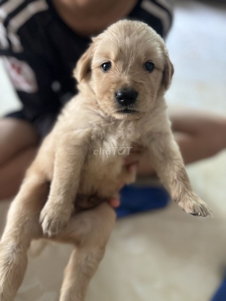 Chó Golden Retriever đực 30 ngày vàng kem. Mua bán Chó tại Thành phố Tây Ninh Tây Ninh được đăng bởi an hình 1