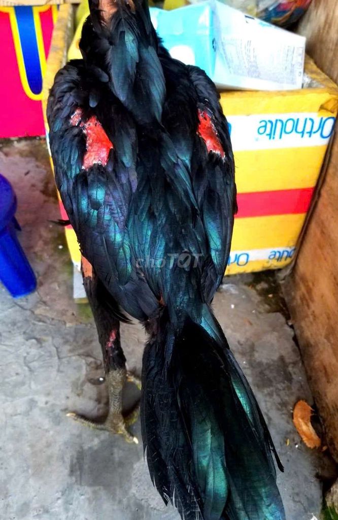 Gà chọi ô mã mái thanh lí. Mua bán Gà tại Quận 12 Tp Hồ Chí Minh được đăng bởi minh hình 1