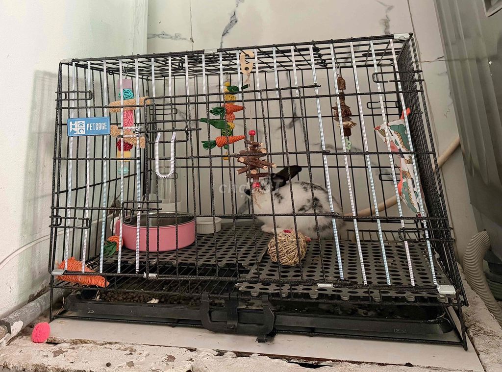 Lồng vận chuyển chó mèo Size M. Mua bán Phụ kiện, Thức ăn, Dịch vụ tại Quận Ninh Kiều Cần Thơ được đăng bởi Lyna hình 1