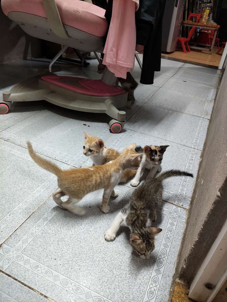 Mèo con nhiều màu. Mua bán Mèo tại Quận Sơn Trà Đà Nẵng được đăng bởi Nguyễn Xuân Hào hình 1