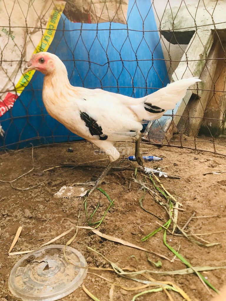 Gà Trống 1kg Trắng Trên 5 tháng. Mua bán Gà tại Huyện Mang Thít Vĩnh Long được đăng bởi Hưng Quoc hình 1