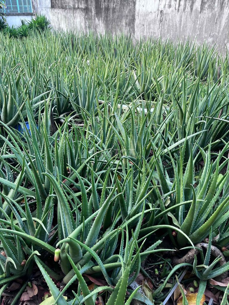 Nha đam tươi. Mua bán Đồ ăn, thực phẩm và các loại khác tại Quận 12 Tp Hồ Chí Minh được đăng bởi Lê Huỳnh Nhã Hân hình 1