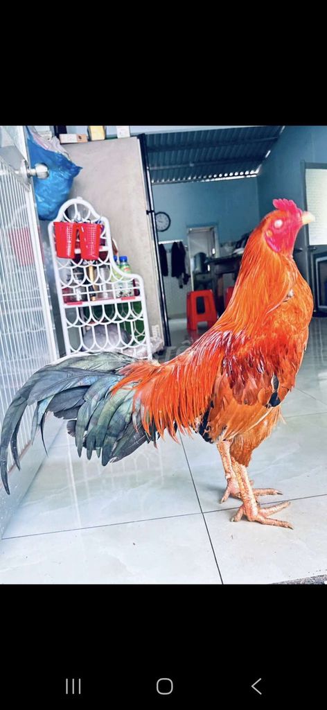 Gà Vàng 3.3 kg tơ rin . Mua bán Gà tại Thành phố Tân An Long An được đăng bởi Nguyễn Khánh  hình 1