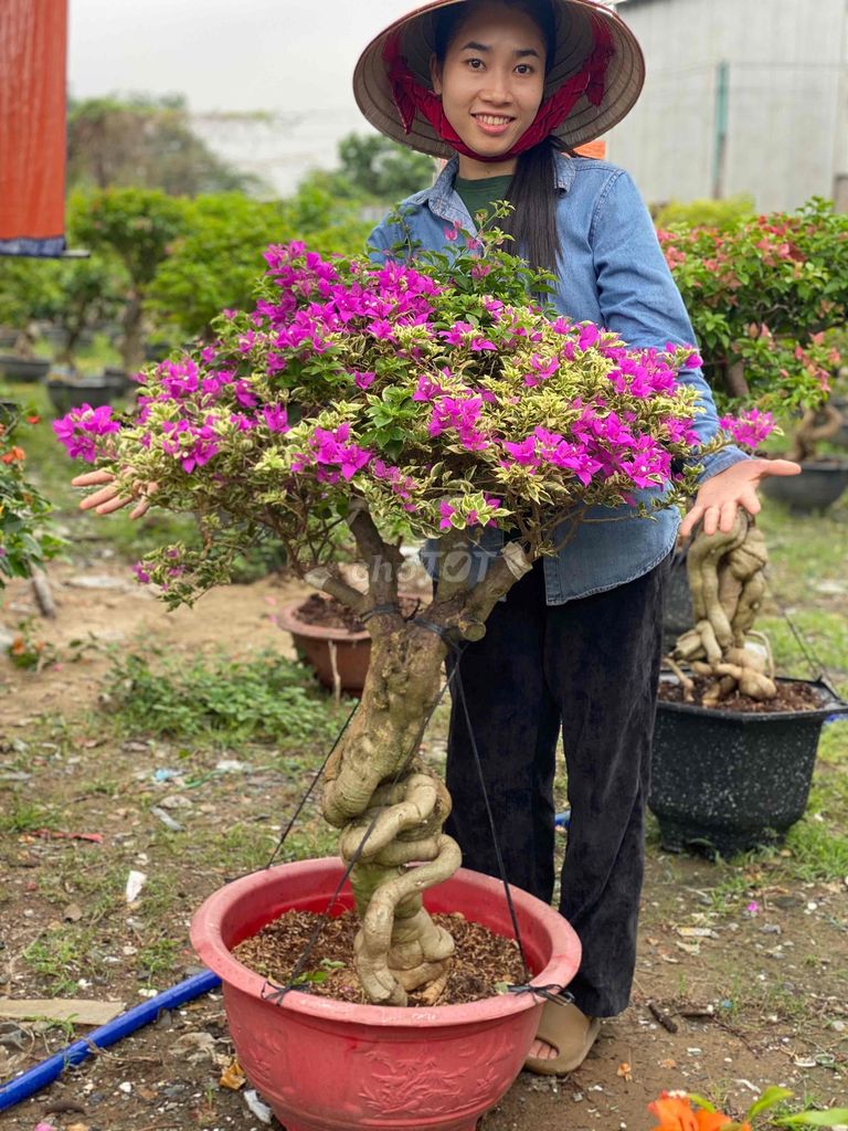 Hoa Giấy Cẩm Thạch Tím và Cẩm Thạch Tím Đột Biến