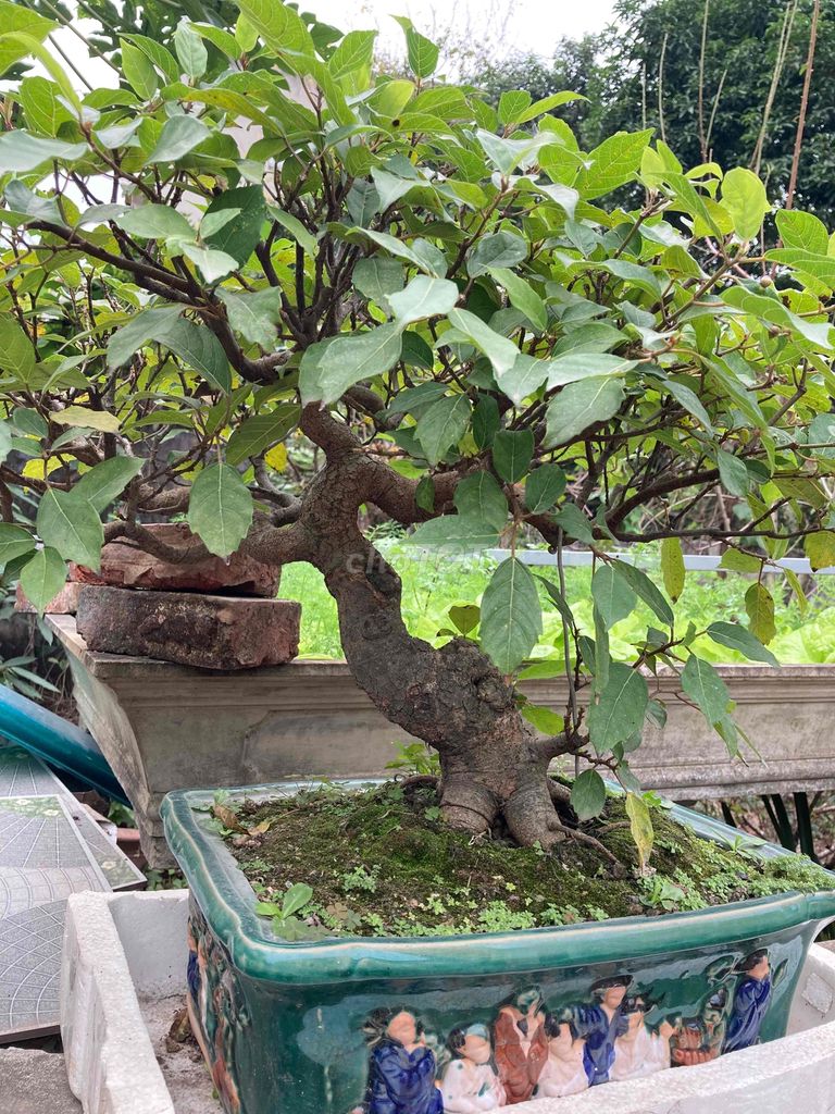 xung bonsai