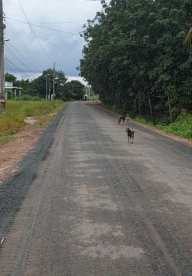 Cần bán gấp trong tháng giảm sâu lô đất mặt tiền đường nhựa 30m. Mua bán đất tại Huyện Tân Châu Tây Ninh được đăng bởi Hướng Hồ