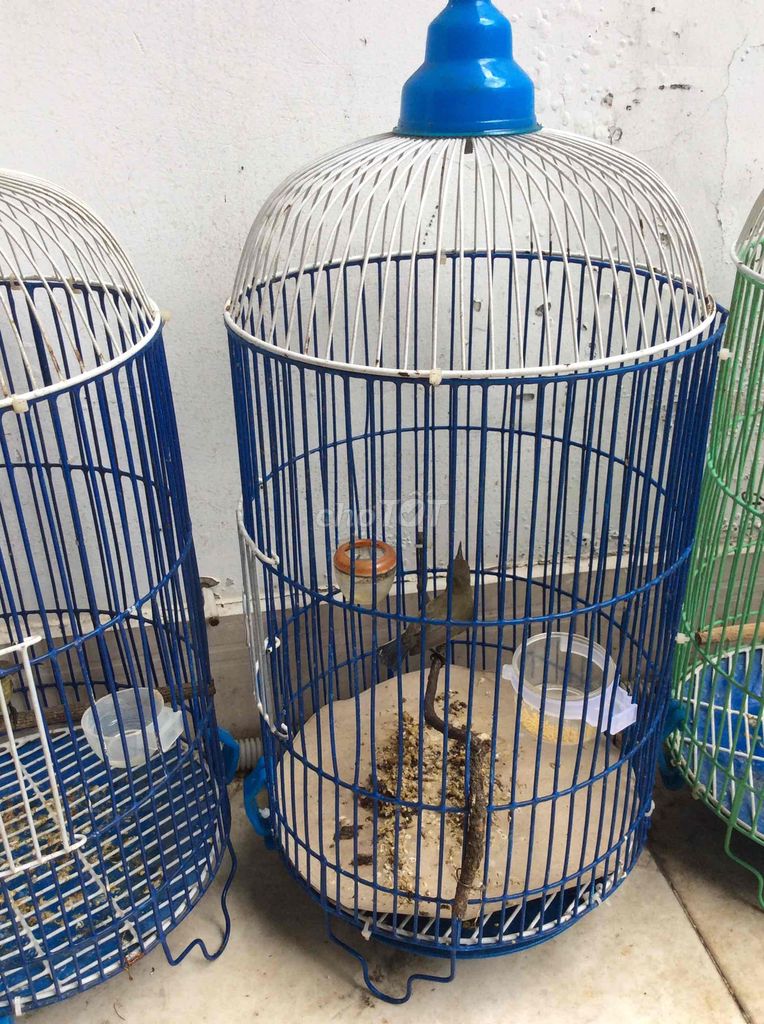 5 màu cám hạt