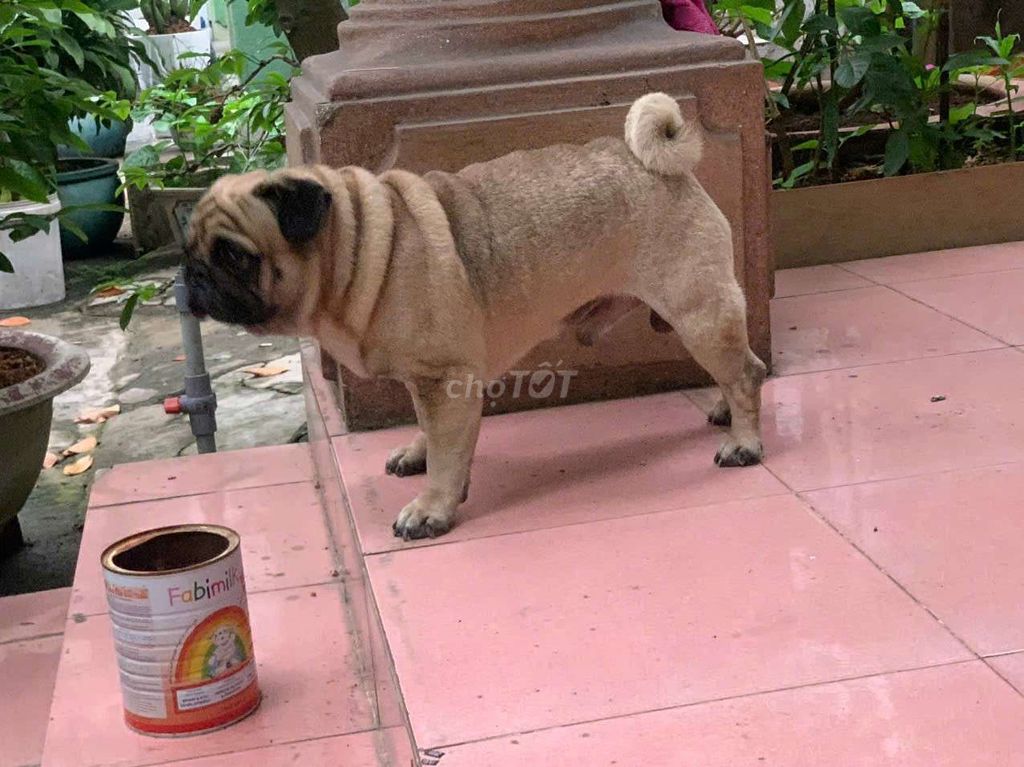 Đi nước ngoài không chăm Pug đc