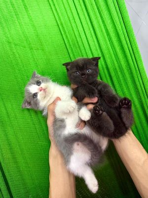 Mèo ALN nhà đẻ.. Mua bán Mèo tại Huyện Bình Chánh Tp Hồ Chí Minh được đăng bởi Việt  hình 1