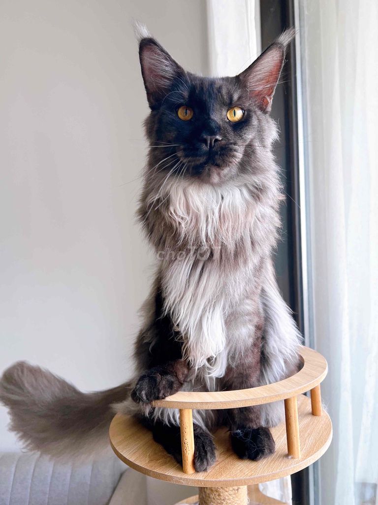 Mèo Maine Coon Đực Smoke. Mua bán Mèo tại Huyện Bình Chánh Tp Hồ Chí Minh được đăng bởi Anh Minh hình 1