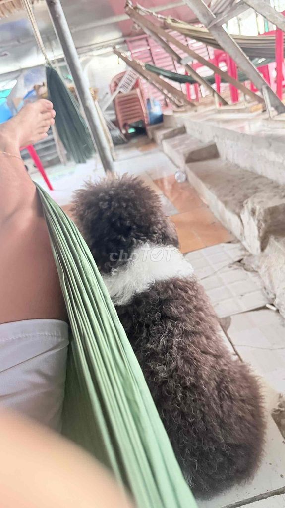 Bò sữa 1 tuổi. Mua bán Chó tại Huyện Thoại Sơn An Giang được đăng bởi Cậu Chủ Nhỏ hình 1