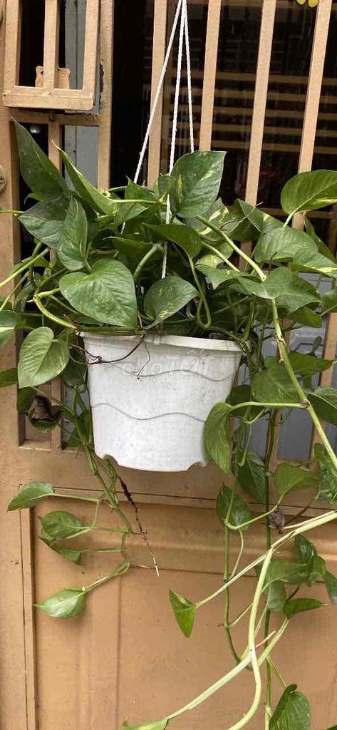 chậu trầu bà. Mua bán Cây cảnh, đồ trang trí tại Quận Bình Thạnh Tp Hồ Chí Minh được đăng bởi Thu Hà hình 1