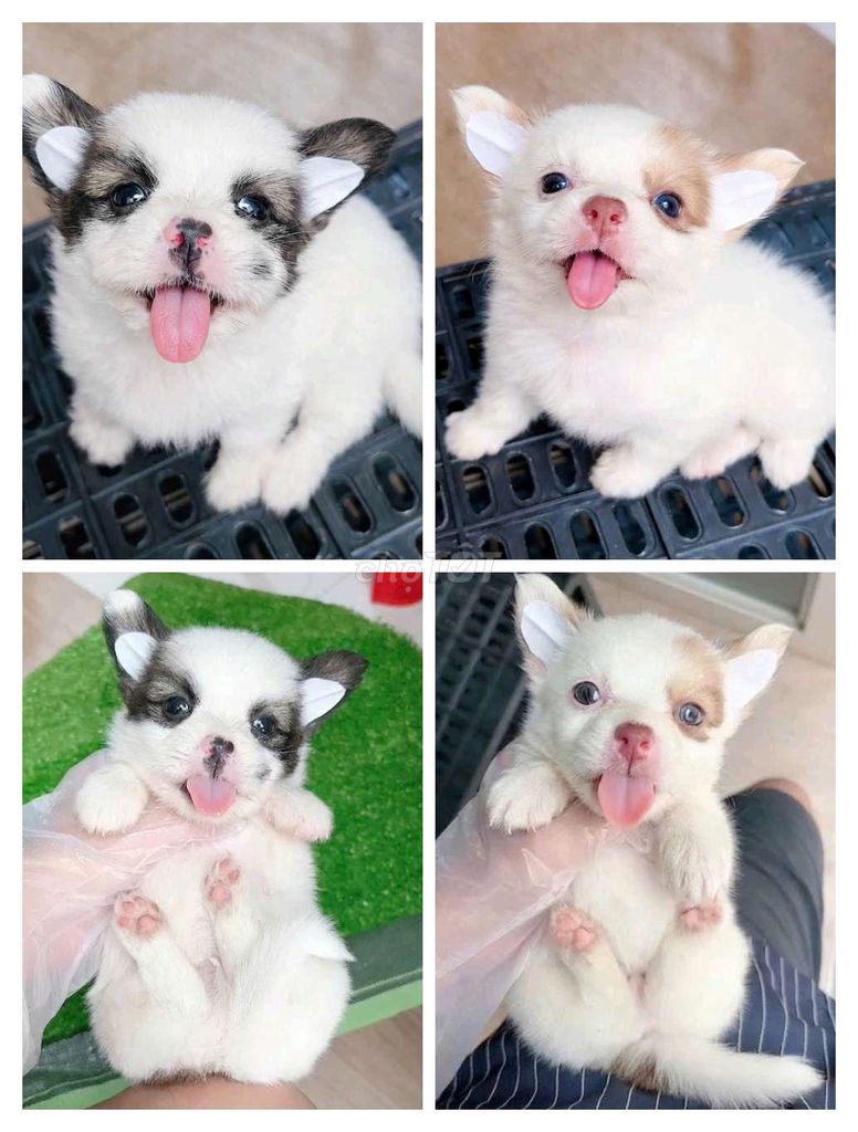 Chó chihouhou lai nhật , 2 tháng. Mua bán Chó tại Quận Tân Phú Tp Hồ Chí Minh được đăng bởi Minh nguyễn  hình 1
