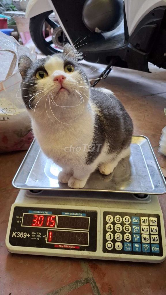 nhận phối giống mèo chân ngắn tai xoắn bicolor. Mua bán Mèo tại Quận Hoàng Mai Hà Nội được đăng bởi Thu Sẽ Gầy hình 1