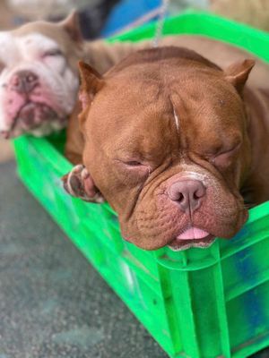 chó bully đẹp. Mua bán Chó tại Thành phố Đà Lạt Lâm Đồng được đăng bởi Vinh