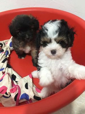 Chó Poodle Đen, Trắng đen 40 ngày tuổi