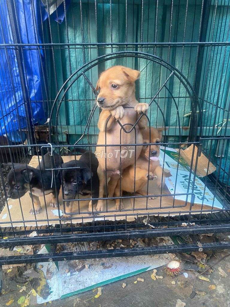 Chó Poodle Nâu Đen trống. Mua bán Chó tại Quận 8 Tp Hồ Chí Minh được đăng bởi Nam Le hình 1