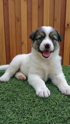 Chó Samoyed F1 2 tháng mặt đẹp như sư tử